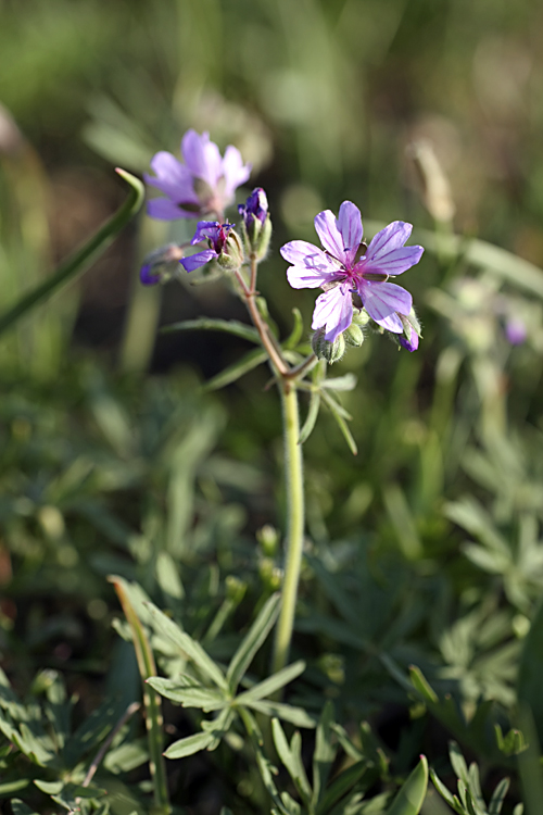 Изображение особи Geranium transversale.