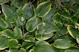 Hosta fortunei. Растение с развивающимися соцветиями (культивар 'Aureo-marginata'). Германия, г. Кемпен, в парке. 07.07.2012.