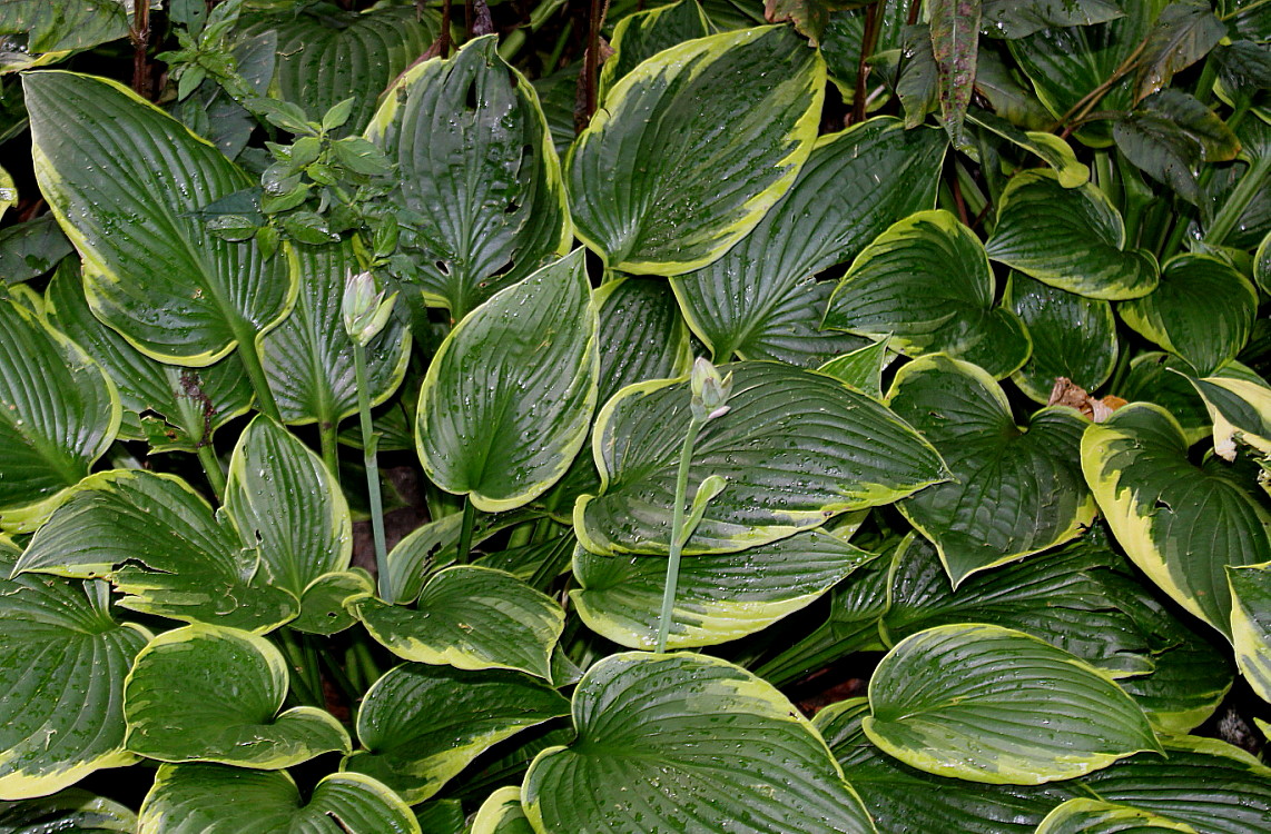 Image of Hosta fortunei specimen.
