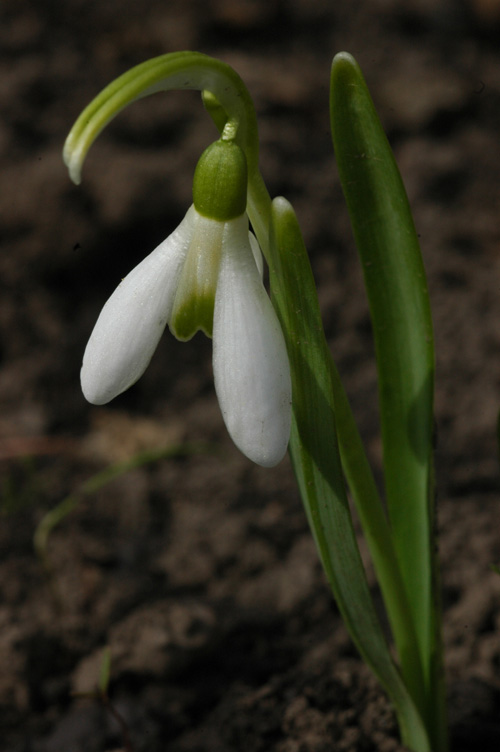 Image of Galanthus &times; valentinei specimen.