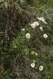 Leucanthemum vulgare