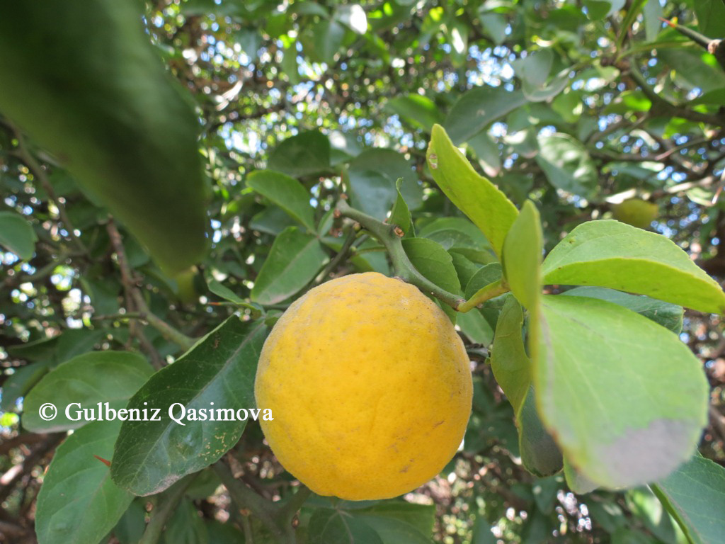 Изображение особи Poncirus trifoliata.
