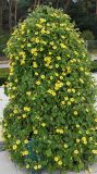 Thunbergia alata. Цветущее растение. Нидерланды, г. Venlo, \"Floriada 2012\". 11.09.2012.