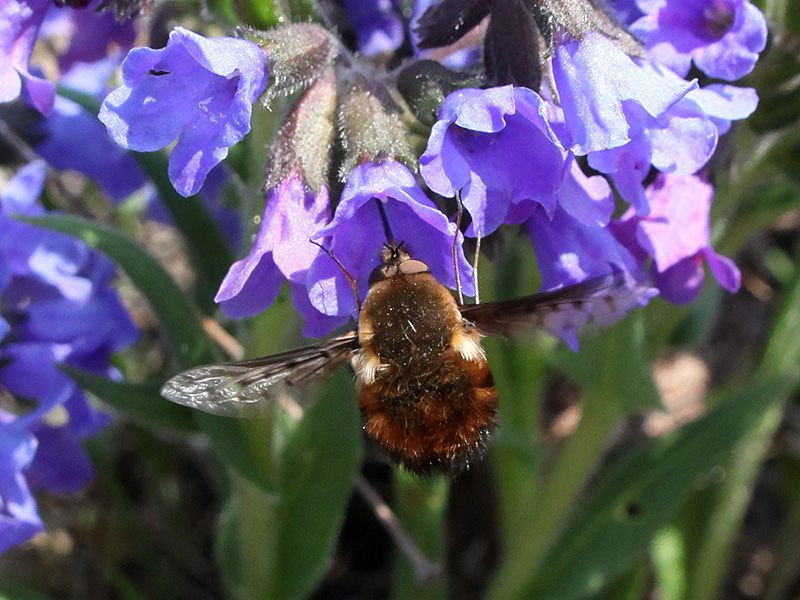 Изображение особи Pulmonaria angustifolia.