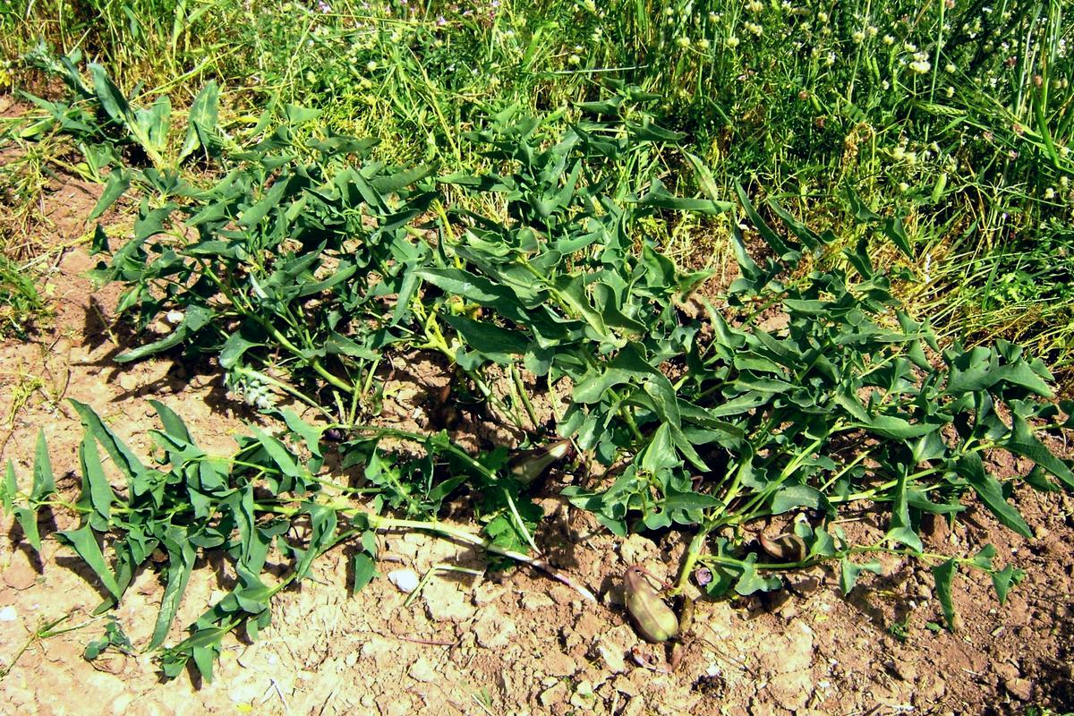 Изображение особи Aristolochia bottae.