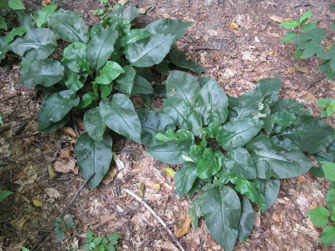 Image of Pulmonaria obscura specimen.