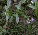 Myosotis palustris. Цветущее растение (вид сверху). Курская обл., Железногорский р-н, окр. ст. Мицень. 22 июля 2007 г.