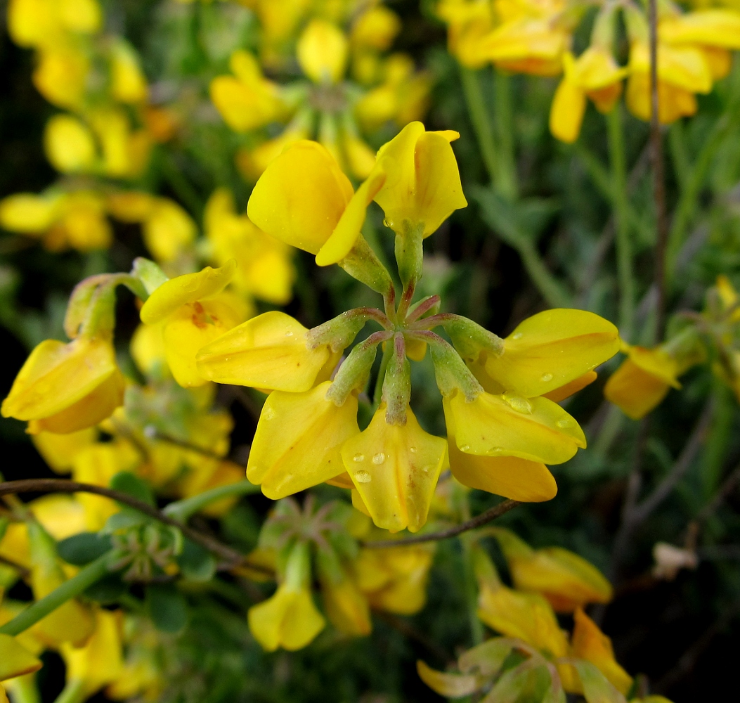 Image of Coronilla minima ssp. lotoides specimen.