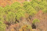 Pinus pinea. Группа взрослых деревьев. Черноморское побережье Кавказа, Геленджик, близ с. Прасковеевка, искусственные посадки. 5 ноября 2012 г.