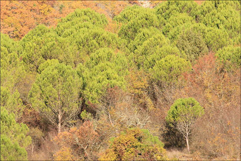 Image of Pinus pinea specimen.