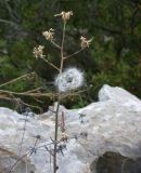 Lactuca tuberosa. Верхушка плодоносящего растения. Israel, Mount Carmel, 10.05.2008.