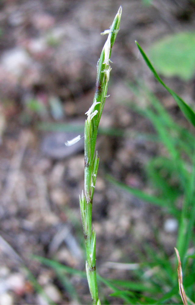 Изображение особи Lolium rigidum.