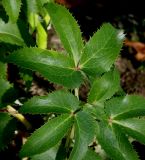 Helleborus argutifolius