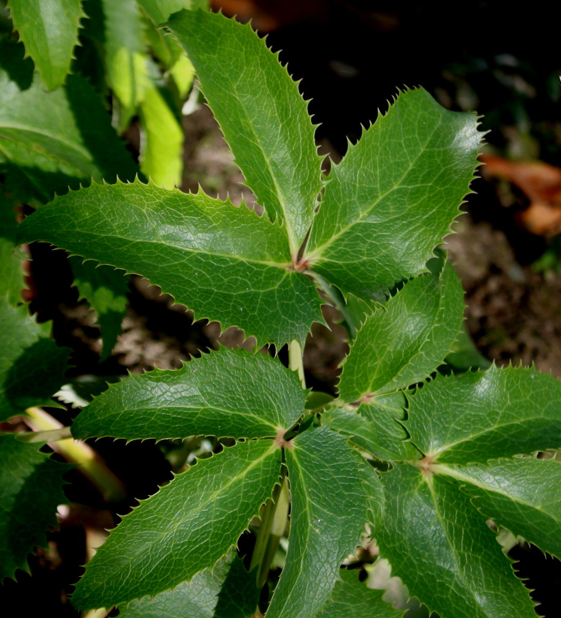 Image of Helleborus argutifolius specimen.