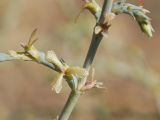 Girgensohnia oppositiflora