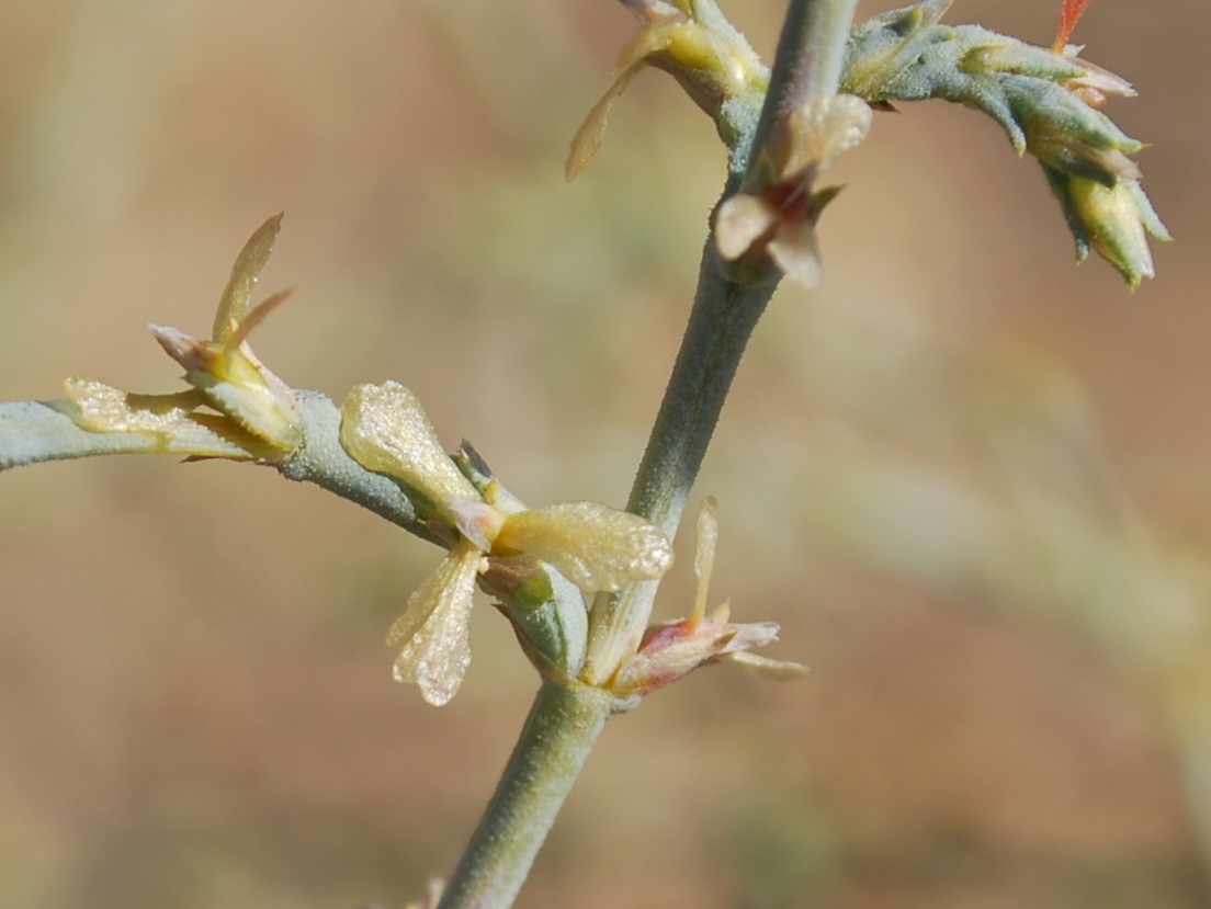 Image of Girgensohnia oppositiflora specimen.