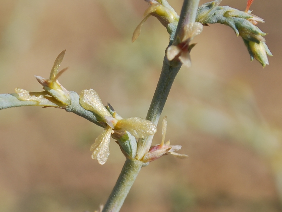 Изображение особи Girgensohnia oppositiflora.