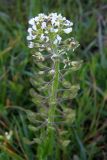 Lepidium campestre. Соцветие с цветками и плодами. Крым, Байдарская долина. 9 мая 2009 г.