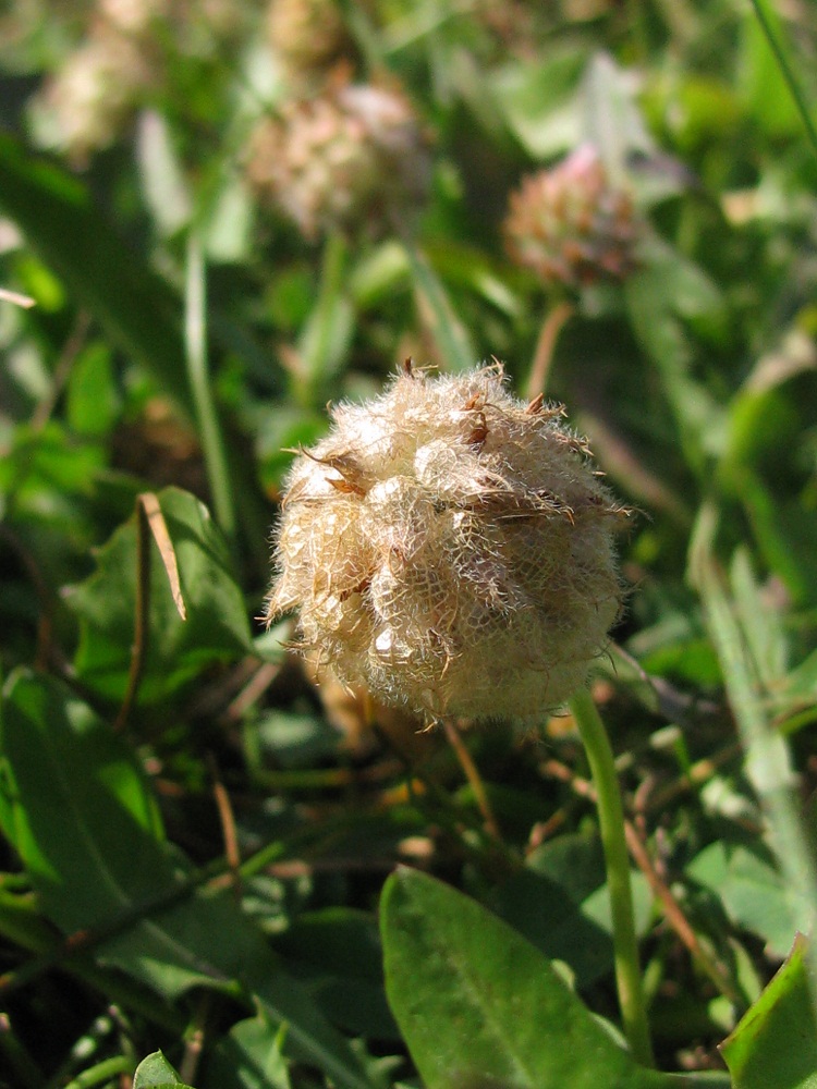 Изображение особи Trifolium fragiferum.