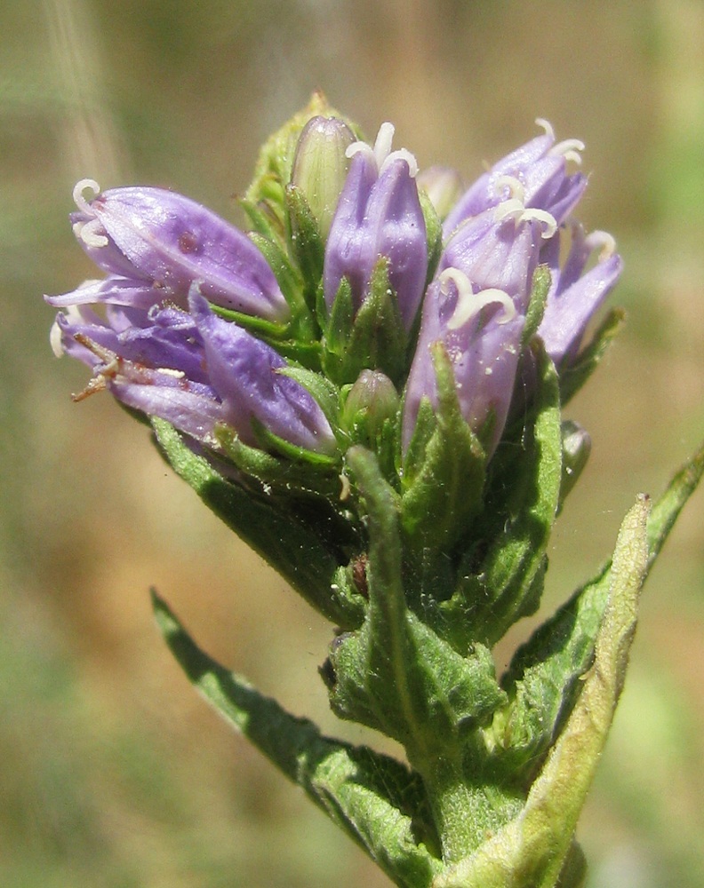 Image of Campanula farinosa specimen.