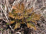 Botrychium robustum. Молодая вайя. Хабаровский край, Ванинский р-н, окр. пос. Высокогорный. 20.05.2006.