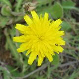 Leontodon tuberosus