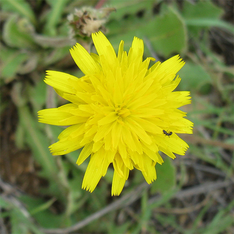 Image of Leontodon tuberosus specimen.