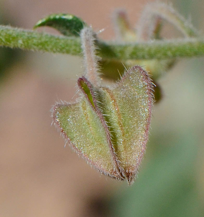 Изображение особи Trichodesma africana.