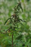 Aruncus dioicus