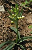 Dactylorhiza romana