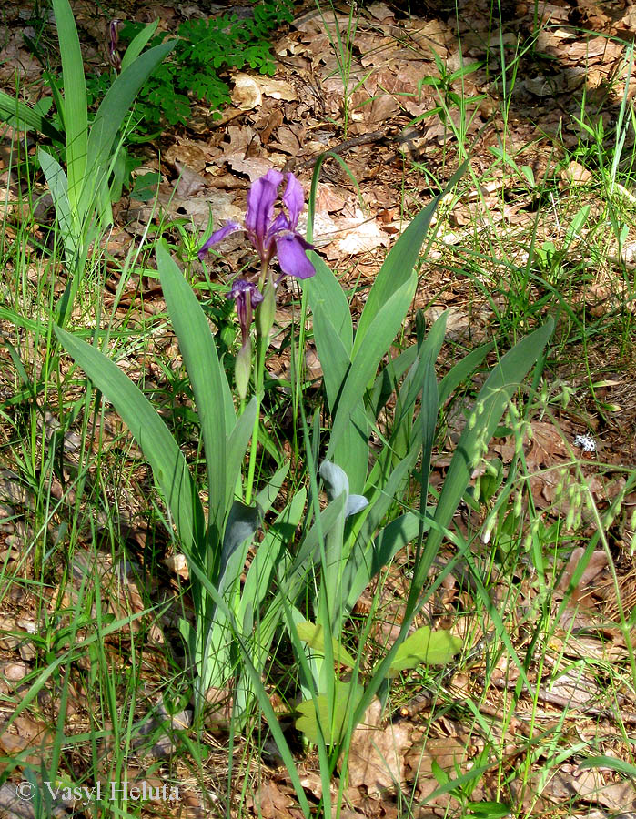 Image of Iris hungarica specimen.