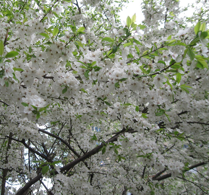 Image of Prunus cerasifera specimen.
