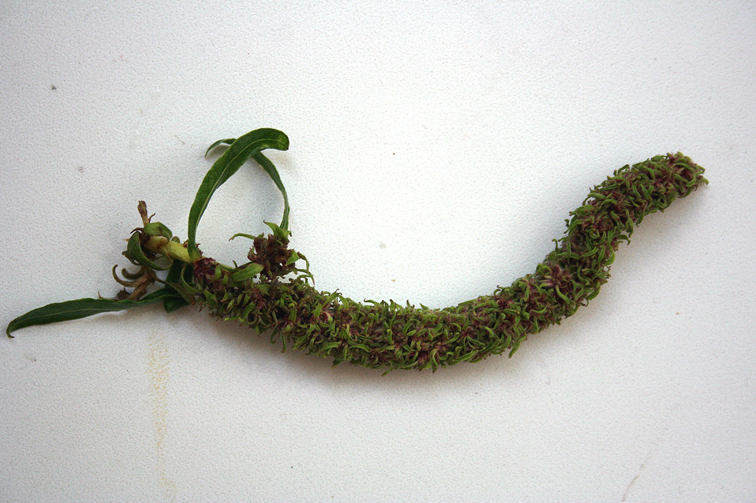 Image of Salix &times; sepulcralis specimen.