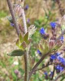 Anchusa leptophylla. Чашечки при плодах. Крым, Белогорский р-н, окр. с. Земляничное, у дороги. 31 мая 2013 г.