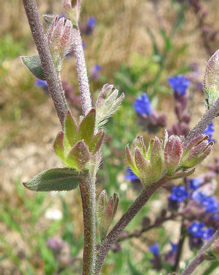 Image of Anchusa leptophylla specimen.