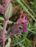 Teucrium chamaedrys. Часть побега с цветком и бутоном (Teucrium stevenianum Klok.). Крым, окр. с. Перевальное, ур. Аян, петрофитная степь. 13 июня 2013 г.