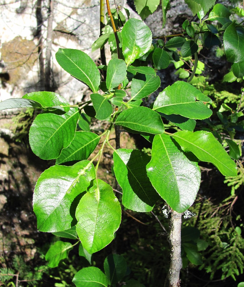 Image of Salix jenisseensis specimen.
