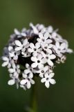 Valeriana chionophila. Соцветие. Южный Казахстан, вершина 797.3 0.5 км западнее шоссе Корниловка-Пестели. 28.03.2013.