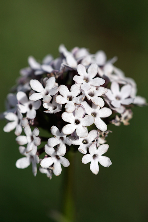 Изображение особи Valeriana chionophila.