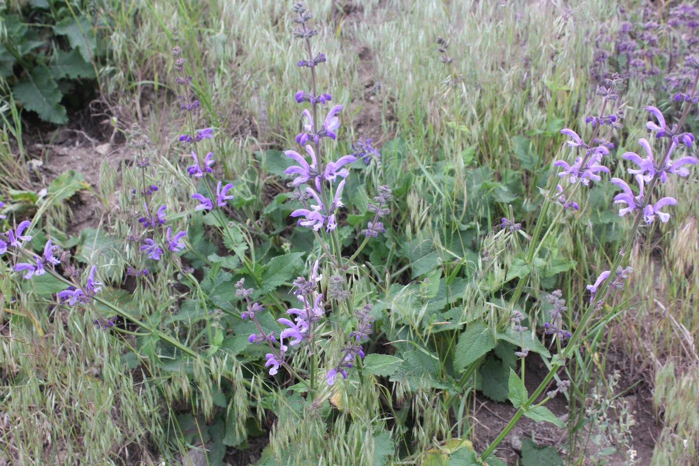 Изображение особи Salvia kuznetzovii.