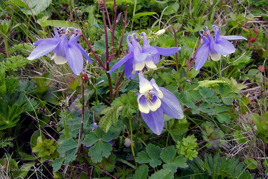 Изображение особи Aquilegia flabellata.