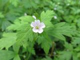 Geranium sibiricum. Верхушка цветущего растения. Саратовская обл., Ртищевский р-н, близ пруда в г. Ртищево. 03.08.2013.