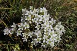 Gentianella promethea