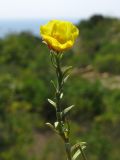 Fumana procumbens. Побег с цветком (искусственно приподнятый). Краснодарский край, м/о Анапа, окр. пос. Б. Утриш, фисташково-можжевеловое редколесье, каменистый склон прибрежной горы. 11.08.2013.