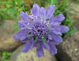 Scabiosa lachnophylla