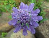 Scabiosa lachnophylla. Соцветие. Владивосток, Ботанический сад-институт ДВО РАН. 7 сентября 2013 г.