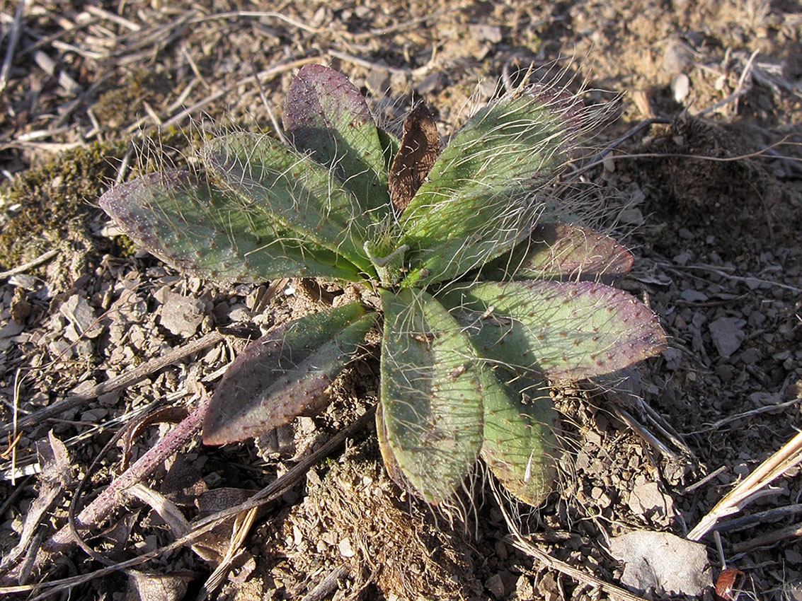 Image of genus Pilosella specimen.