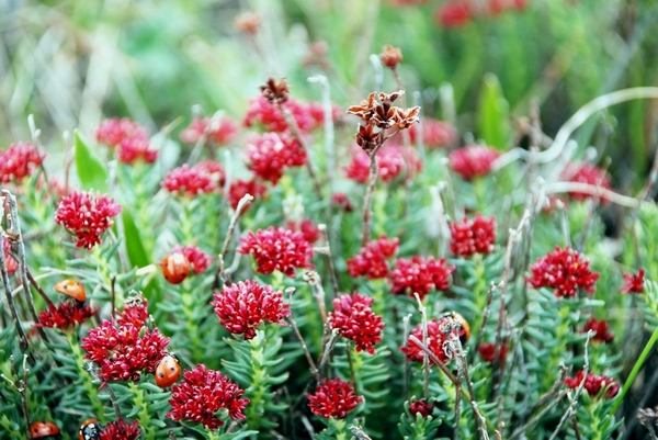 Изображение особи Rhodiola coccinea.