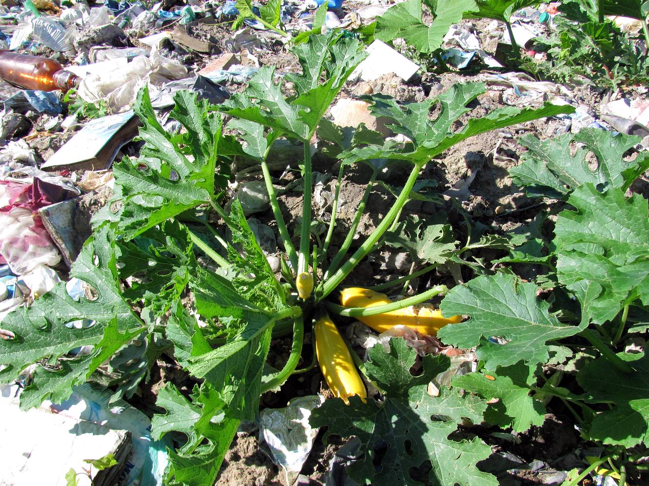 Image of Cucurbita pepo specimen.