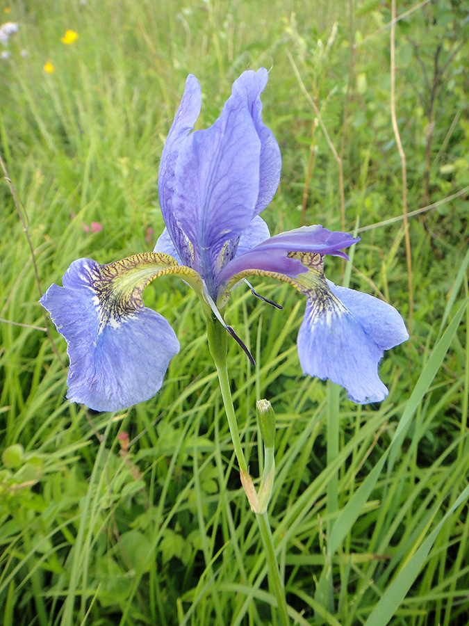 Image of Iris sanguinea specimen.